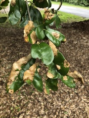 Taphrina caerulescens