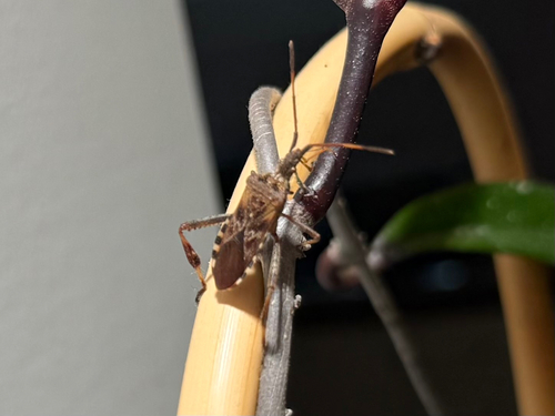 Western Conifer Seed Bug