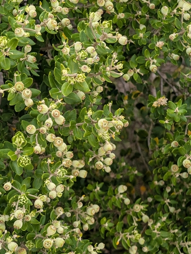 Phylica buxifolia