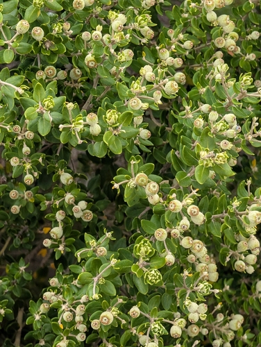 Phylica buxifolia, photograph 2