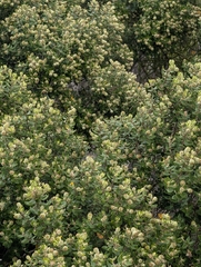 Phylica buxifolia, photograph (c) Jessica Utrup, some rights reserved (CC BY)