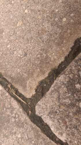 Common European Thief Ant