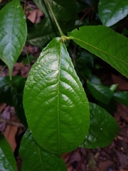 Rinorea deflexiflora