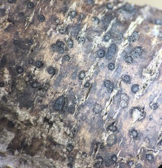 Splanchnonema ampullaceum