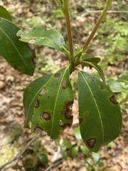 Diaporthe kalmiae