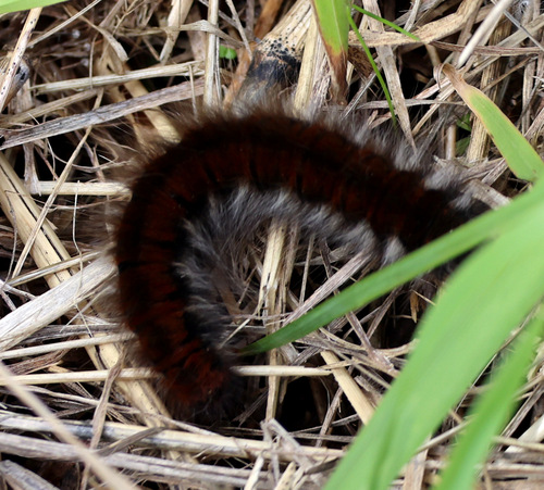 Fox Moth