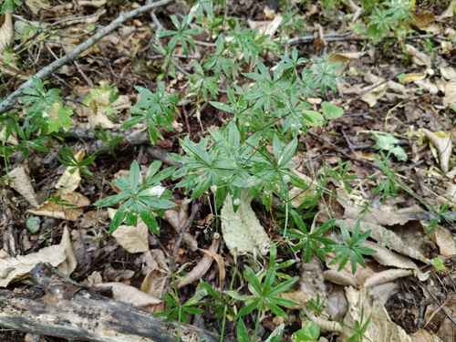 Sweet Woodruff