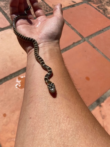 Horseshoe Whip Snake