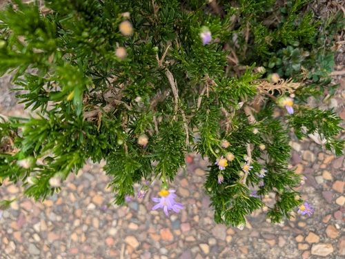 Felicia fruticosa, photograph 2