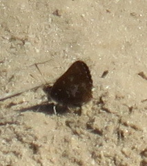 Aloeides thyra thyra