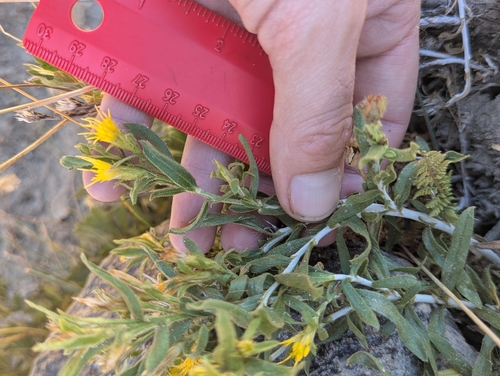 iNaturalist observation photo of whitestem goldenbush