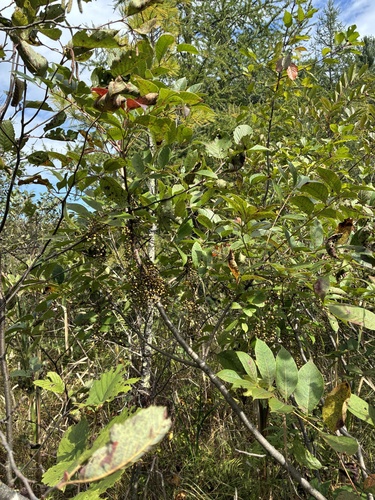 poison sumac