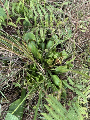 purple pitcher plant