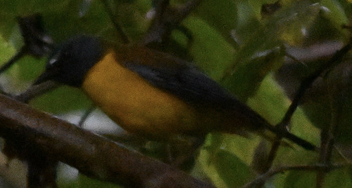 iNaturalist image
