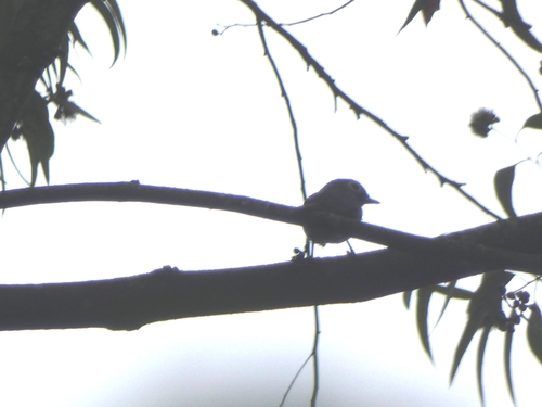 iNaturalist image