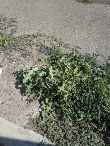 Verbascum sinuatum, photograph 4