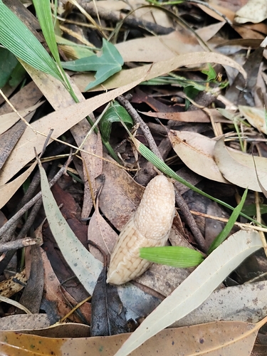 Polytoxon robustum