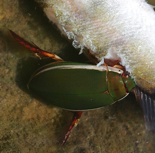 peardrop beetle