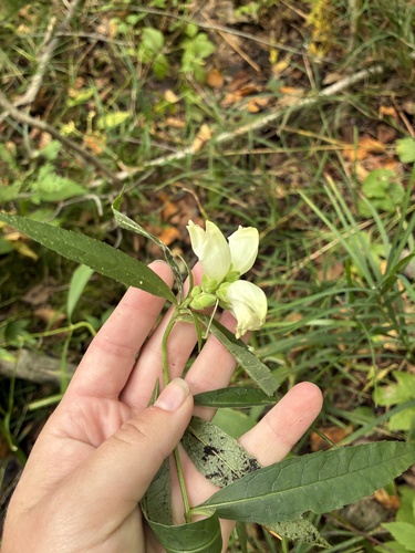 white turtlehead