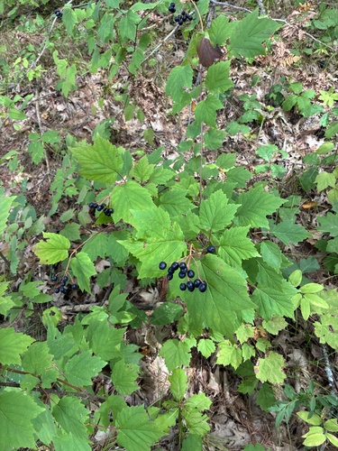 mapleleaf viburnum