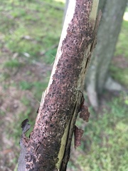 Splanchnonema ampullaceum