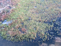 Salicornia tegetaria