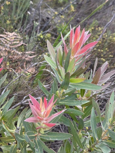Protea coronata, photograph 2