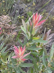 Protea coronata, photograph (c) chrisdt, some rights reserved (CC BY)