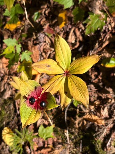 Cucumber Root
