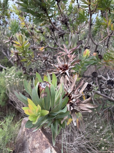 Protea coronata, photograph 3