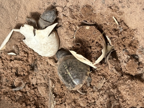 Ornate Box Turtle