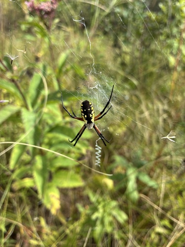 Yellow Garden Spider
