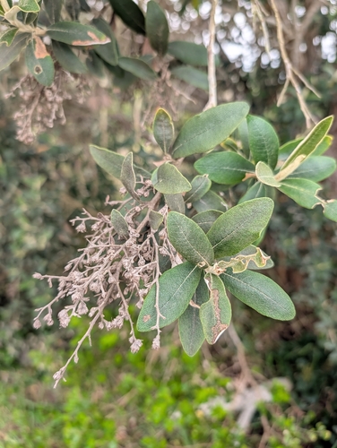 Tarchonanthus littoralis, photograph 2