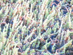 Salicornia tegetaria