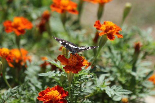 Southern White Admiral