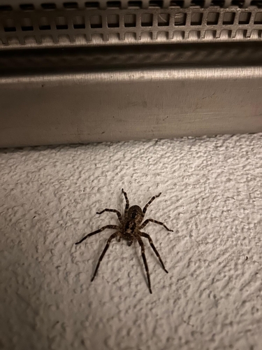 Mediterranean Spiny False Wolf Spider