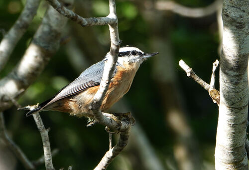 Red-breasted Nuthatch