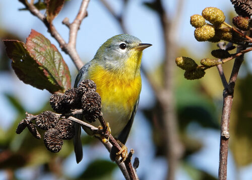 Northern Parula