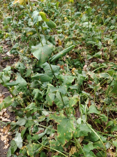 golden hare's ear