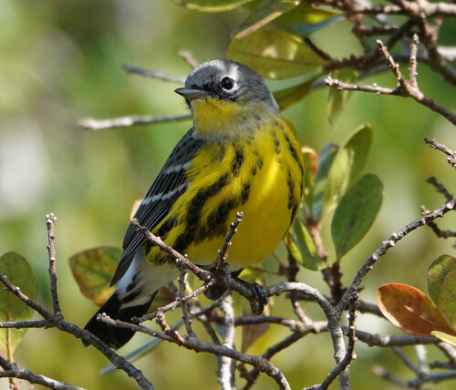 Magnolia Warbler