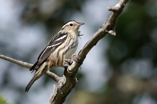 Black-and-white Warbler