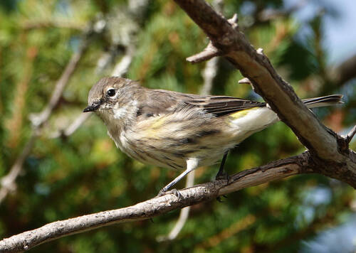 Yellow-rumped Warbler