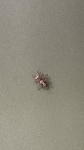 Tan Jumping Spider