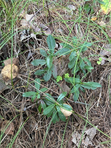 pipsissewa