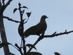 Patagioenas