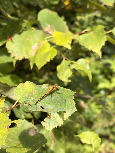 White-faced Meadowhawk