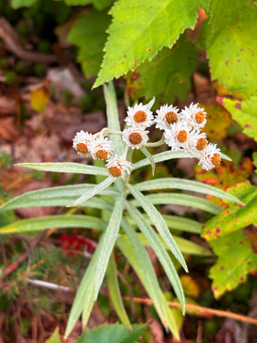 pearly everlasting
