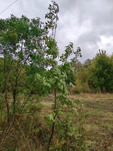 green ash