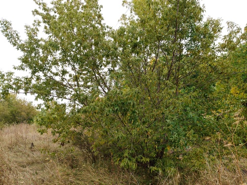 box elder