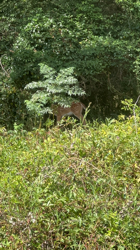 White-tailed Deer